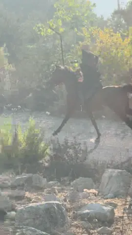 #الخيل_معقود_في_نوصيها_الخير❤✔ #خيل_وخياله🐎 #foryou #viral #fyp #خياله🐎 #لبنان_مصر_الخليج_سوريا #horseriding #explore #creatorsearchinsights #LIVEIncentiveProgram #LIVEStory 