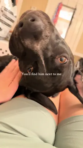 He would truly live inside my shirt if I’d let him. (If I could figure out a way I would) #pitmix #rescuedog 