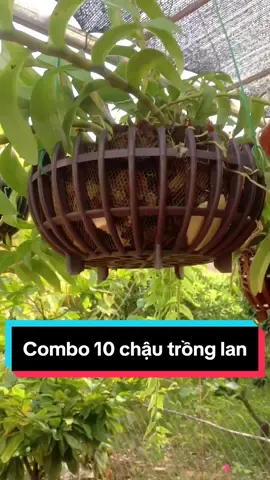 Combo 10 chậu bí trồng lan F21+10 móc+10 lưới lót+10 túi phân dê#hoalangiong #hoalandep 