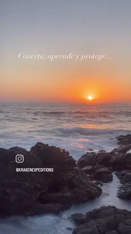 📍Bahía Magdalena, Baja California Sur - Un santuario natural con más de 24,000 hectáreas de manglares, hábitat vital para aves migratorias, peces, crustáceos y mamíferos marinos. - Cada invierno, recibe a las majestuosas ballenas grises que cruzan más de 9,000 km para reproducirse en sus aguas cálidas. - Aquí conviven más de 200 especies de aves, dunas costeras activas y ecosistemas únicos que sostienen la vida marina del Pacífico. - Un equilibrio frágil que merece ser conocido y protegido. ____________________________________ 📍Bahía Magdalena, Baja California Sur - A natural sanctuary with over 24,000 hectares of mangroves, home to migratory birds, fish, crustaceans, and marine mammals. - Every winter, it welcomes the majestic gray whales, traveling over 9,000 km to breed in its warm, calm waters. - More than 200 bird species, active coastal dunes, and unique ecosystems thrive here, sustaining life along the Pacific coast. - A delicate balance worth knowing and protecting. #kraken #magdalenabay #expedition #fypシ゚ #turismo  @josevelez_bcs 