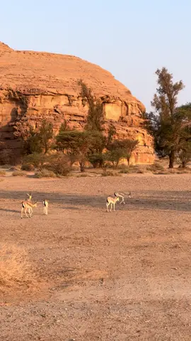 #محمية الحجر#غزال 