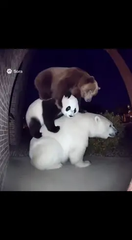 #webarebears #icebear #bears #pandas #fypシ゚viral 