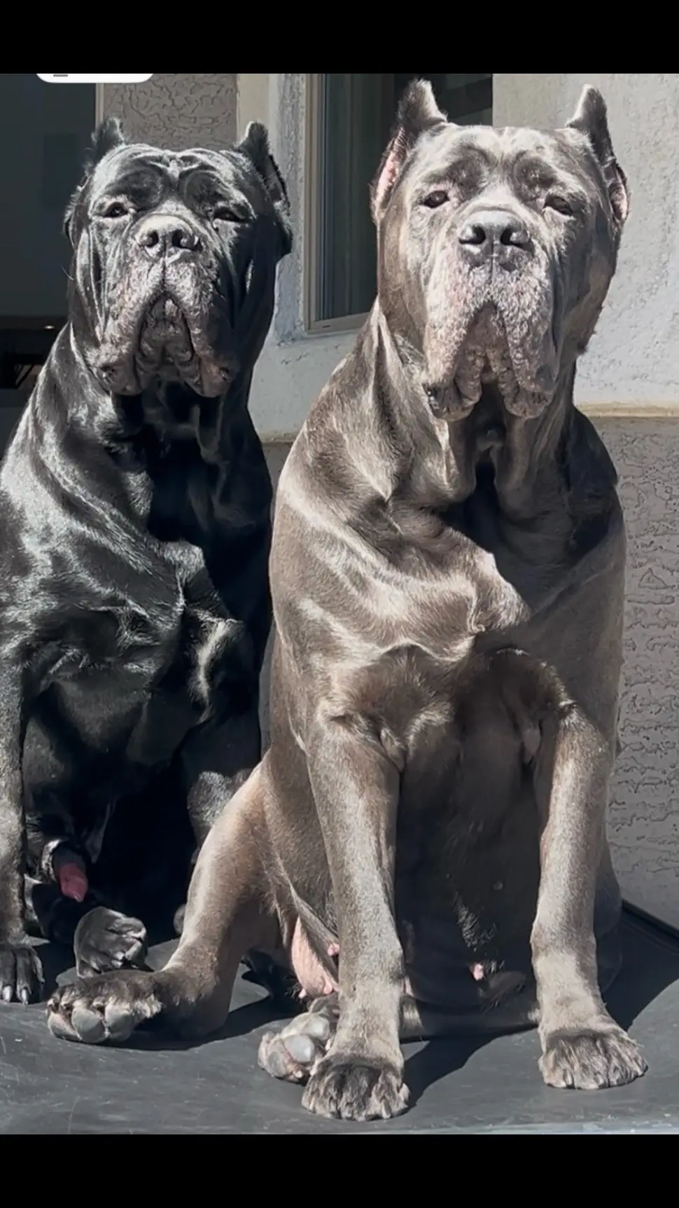 Rules of Engagement 🖤  #fyp #foryoupage #tiktok #canecorso #italia 