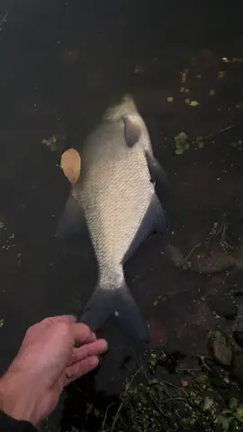 Quand Tu craques complètement en fin de session, ça donne ça… désolé pour les gros mots, c’est le Screemer qui m’a donné du sang .. 🤣#carpistedefrance🇫🇷 #pecheur #session #carpiste #peche @Ange_rmd 