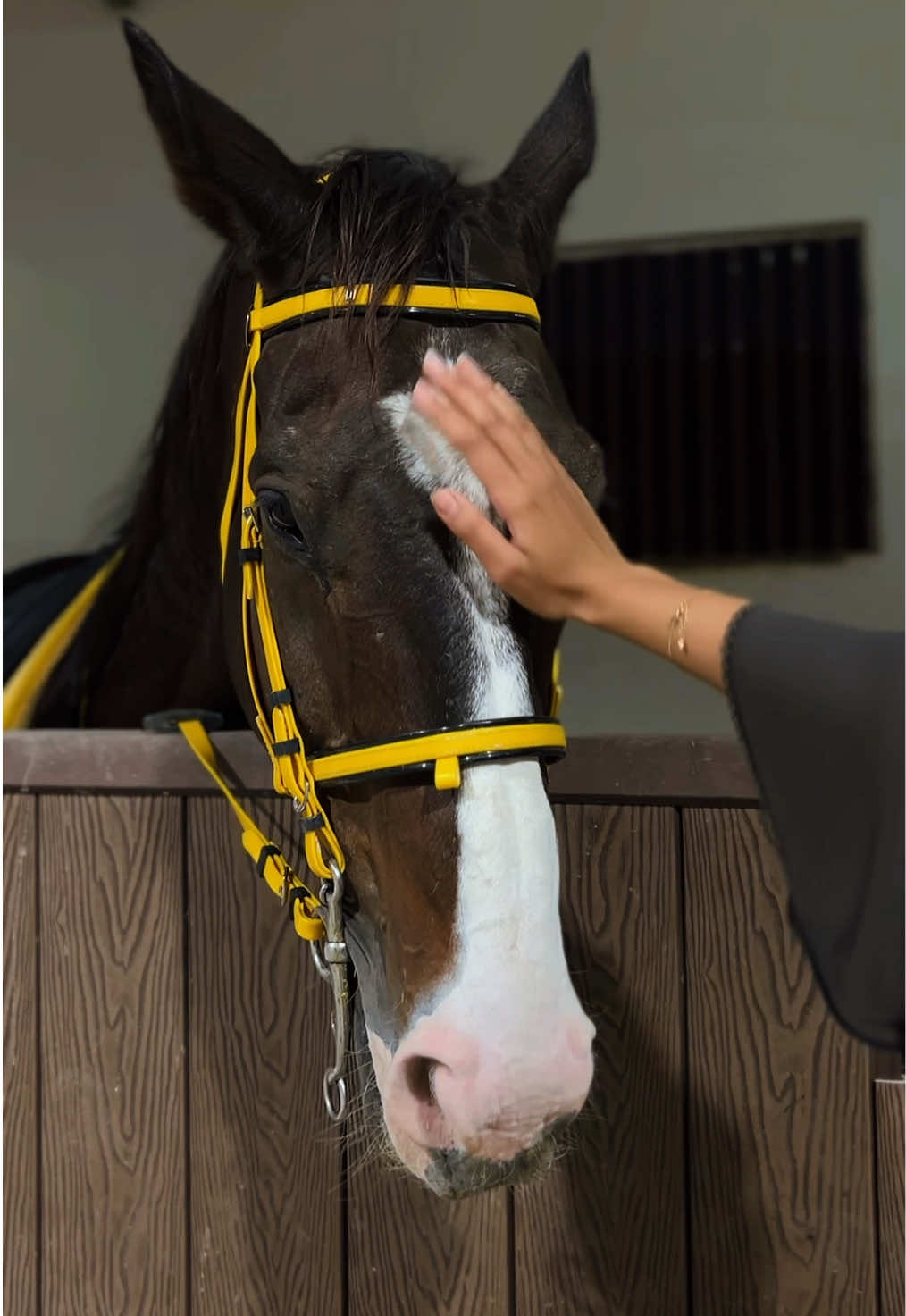 مربط خيل ديراب ڤالي😍#فروسية #اسطبل #explor #خيل_وخياله🐎 #خيول 