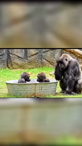 so funny gorilla video I can't stop laughing 😆 🤣 #funny #sofunny🤣🤣 #funnygorill #foryou  #viralvideos 