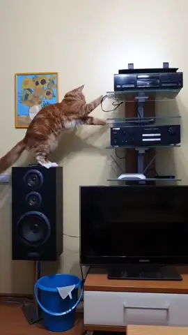 Cats on a mission to destroy everything 😹💥  #CatChaos #FunnyCats #CrazyCats #CatLife #PetFails