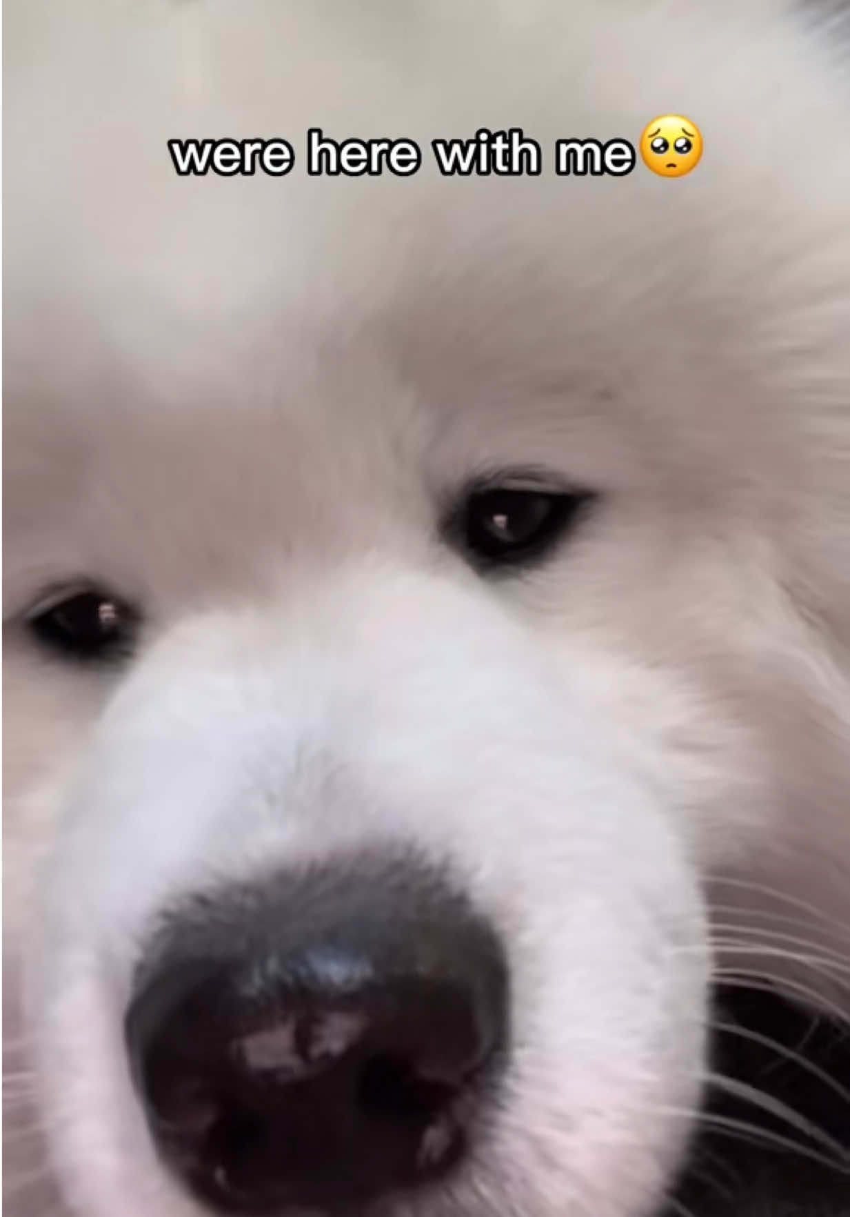 Need his emotional support hooman🥺😭 #fyp #trends #dogsoftiktok #pets #viralvideo 