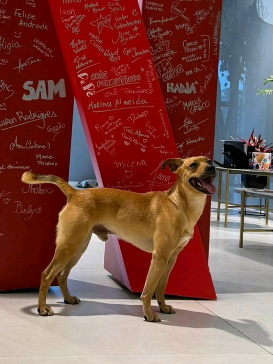 🇧🇷 CARAMELO VISITANDO A NETFLIX! 😍🧡🐕 Olha que incrível este vídeo postado pelo Luis da Estrelas Animais! O doguinho Amendoim (Caramelo) indo visitar o escritório da Netflix Brasil, para celebrar o sucesso global do filme Caramelo. Simplesmente incrível! 📹: luisestrelas (via IG) #filmes #cinemanacional #caramelo #netflixbrasil #caes
