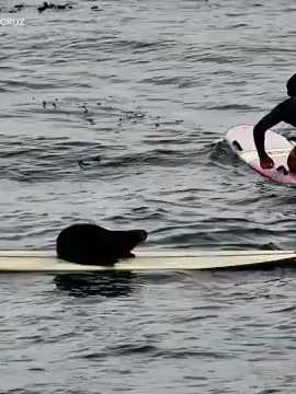 Surfers heading to Santa Cruz, California will have to keep a look out for a furry surfboard thief #otter