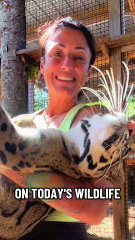 Wildlife Fun fact Friday ft. Skyler #animalhumanbond #ProtectWildlife #xtremeexoticswildlifefoundation #zookeeper #cloudedleopard 