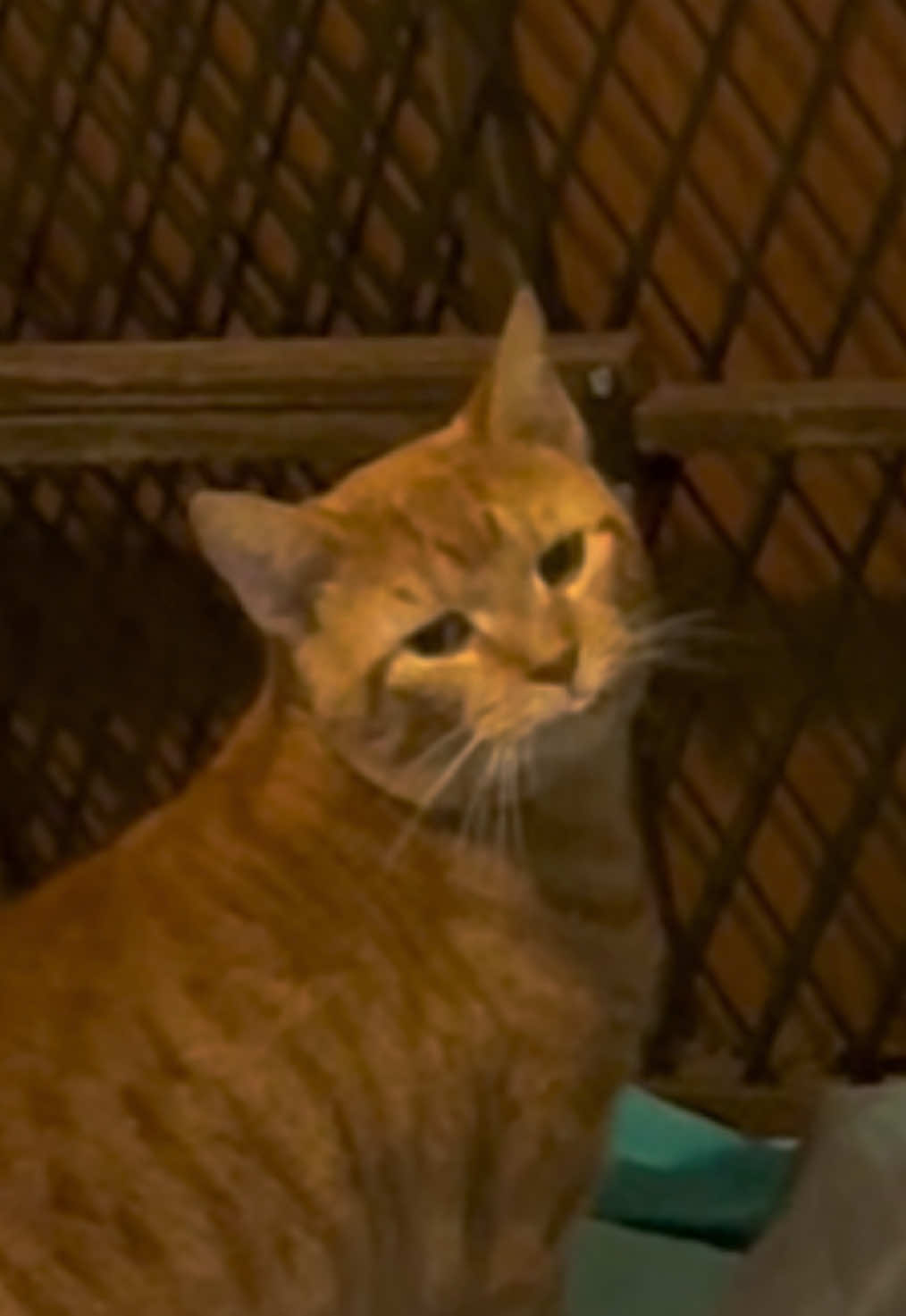 Max LOVES cats. He whines for Lion all day. #straycat #maxcat #fostercat #scaredycat #rescuecats 