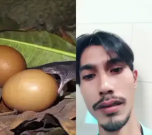 #งูอมไข่ #พม่างง 