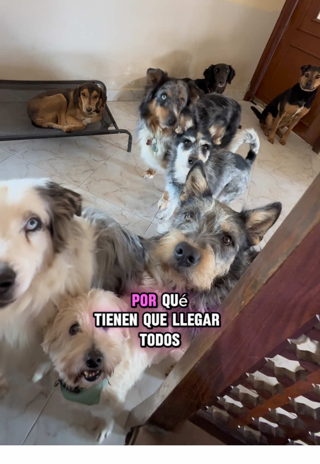 Coffee tiene y tendrá por siempre una familia que lo ama❤️‍🩹