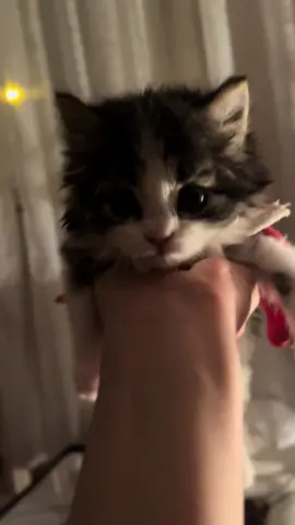 ну как такое не выставить та #fypシ #рекомендации #котенок #тренд 