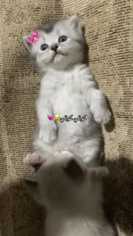 #مالي_خلق_احط_هاشتاقات #الشعب_الصيني_ماله_حل😂😂 #قطه #cat #كوتي_كوتي 