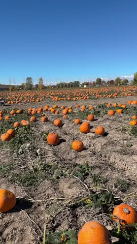 #pumpkin #pumpkinpatch 