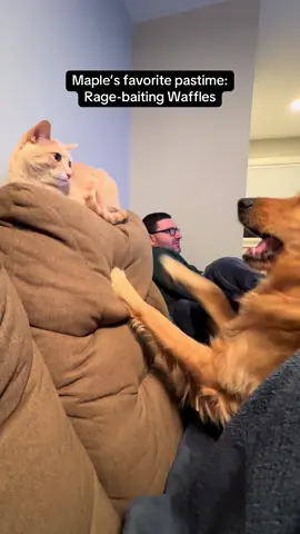 Maple is the queen of riling up Waffles #fyp #catsanddogs #dogsandcats #catsoftiktok #pets 