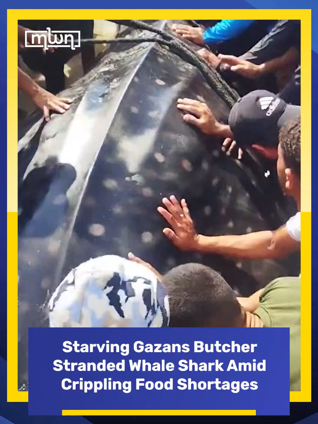 In Khan Younis, south of Gaza, a massive whale shark – stretching nearly ten meters long – was dragged from the waves and butchered by starving residents desperate for food. Video footage captured the chaos as hundreds tied ropes around the giant creature, pulling it ashore while shouting instructions to one another in exhaustion and disbelief. The scene, filmed by bystanders and shared widely online, shows men, women, and children gathering around the shark’s thick, spotted body. Many used kitchen knives and makeshift blades to carve portions of meat, an act born from necessity after months of siege and starvation. Witnesses described it as the first substantial source of protein most families had seen in months. Marine experts identified the animal as a whale shark – locally called Ofek – previously tracked near Israel’s coast. While environmentalists lamented the killing of a protected species, Gazans defended it as a desperate response to extreme hunger and the collapse of the fishing economy under the blockade. For them, survival outweighed global conservation appeals.