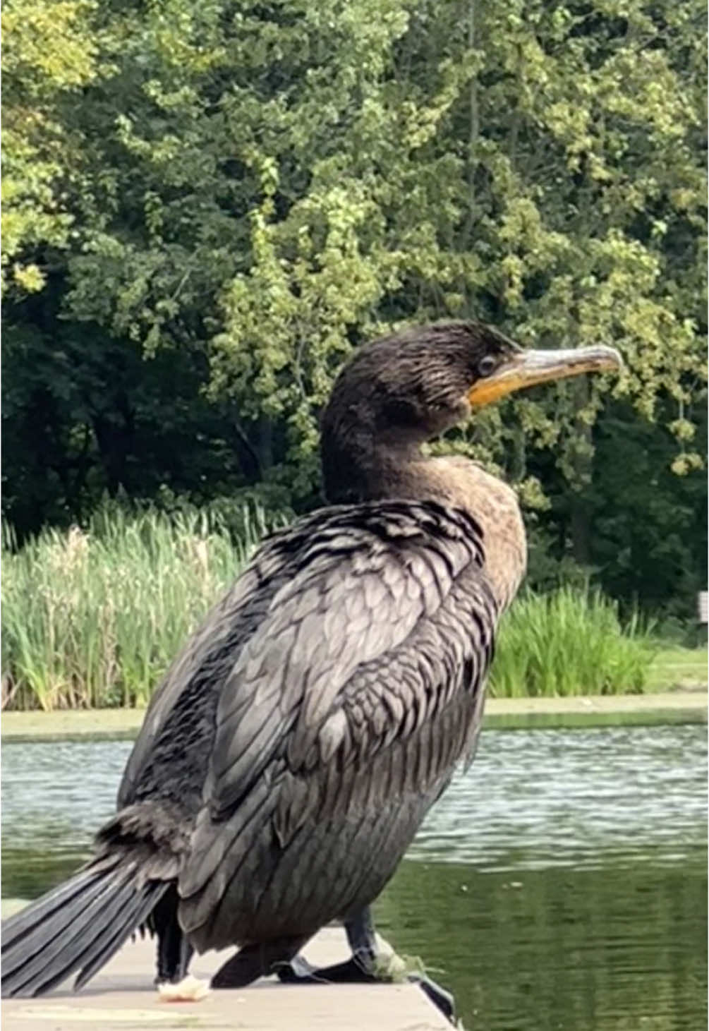 Just A Girl 🪶 Birding 🪶 Through It: Double Crested Cormorant  (Phalacrocorax Cormorant) I’ve spotted this bird 2 more times after my initial sighting (8/31, 9/12). They always ended up in the water at the same time every time I spotted it, 12:56pm. Their feeding routine was fixed and efficient. My favorite moment with this bird was when I discovered it perched on a tree. Before then, I didn’t know webbed feet birds could stand on branches. You learn something new everyday.  After seeing him in the tree, I had a beautiful interaction with a couple who was curious as to what I was looking at. I got to share the little bit of knowledge I had on the bird. They showed immense gratitude for the encounter because I was able to teach them something they hadn’t known 😌  Birding is my Top 3 favorite hobbies as of right now. You’ll typically never catch me without my Binocies 🔍  #justagirlgoingthroughit #justagirlbirdingthroughit #bird #birding #doublecrestedcormorant 