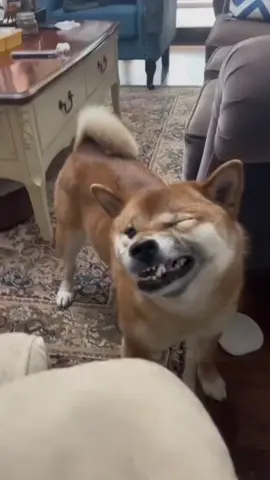 Dogs sneezing like it’s a comedy show 🤧😂 #FunnyDogs #DogSneezes #CutePets #DogLife #PetHumor 