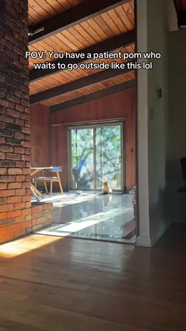 Peaceful pom 🐶☮️