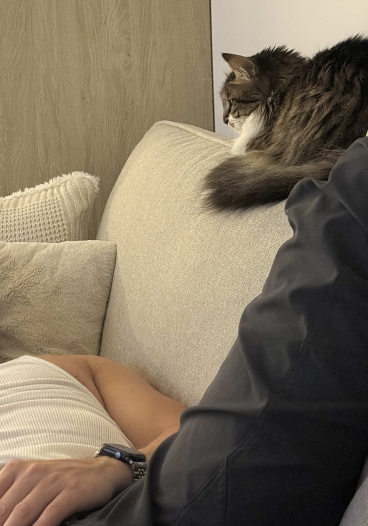 Her pushing his hat on the floor was telling 😂😅 #girlcat #catsoftiktok #fyp #boyfriend #catmom 