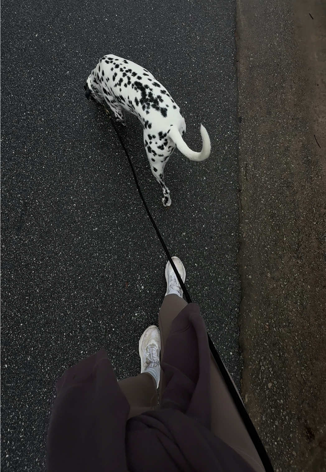 morning routine 🐾 loving this cooler fall weather. 🍁🍂 @Caudalie @lululemon @Saie @SALT & STONE #dayinthelife #charleston #chs #dalmatian 