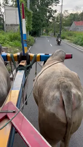 dadi ra dadi kudu dadiii #makartirosomanunggal #grobaksapiii  #sapipojumbo 