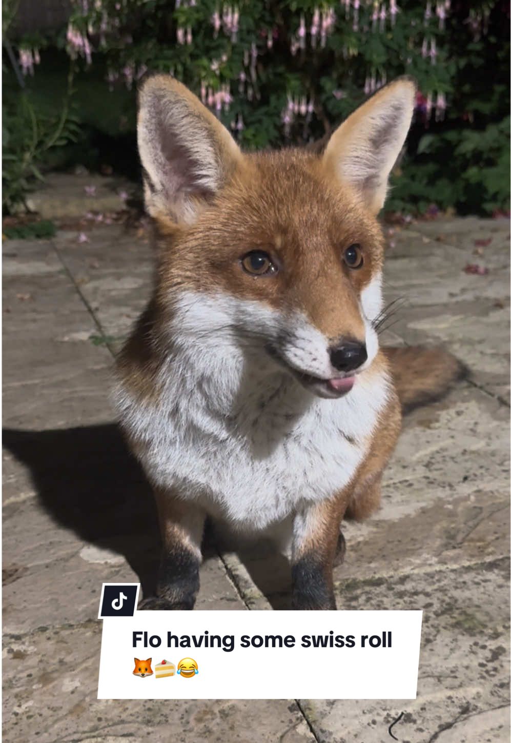 Flo’s Swiss roll cake got a bit stuck on the roof of her mouth 😂🍰🦊 #funnyanimals #animalsoftiktok #fox #follow #FYP 