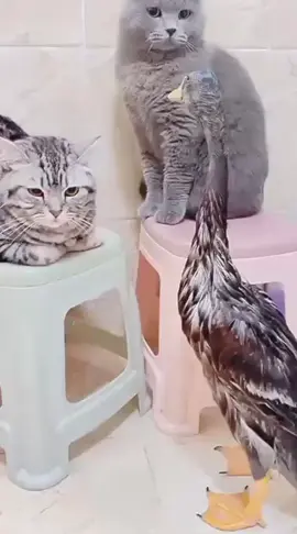 Funny cat video compilation | cat funny video for kids #funny #funnyvideos #funnycat #haha #pet 
