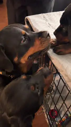 Meeting new puppy #puppy #dogpack #welcome 