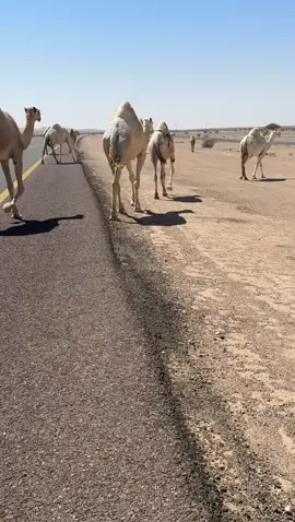 #ماشالله_الطياحات 