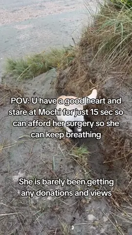 𝗗𝗼𝗻𝗮𝘁𝗶𝗼𝗻 𝗶𝗻 𝗯𝗶𝗼❤️ This is Mochi my little baby, my best friend, my whole world. She was just diagnosed with a life-threatening illness, and without treatment..she won't make it. The vet said we need $4300 to start her care and give her a real chance Watching her get weaker each day is the hardest thing l've ever faced. 1 just want to hold onto her a little longer. Please...if you see this, help us. Even $1 or just a share could save her life, She's only 4 years old ...she still has so much love left to give Help us save Mochi's life. Thank you from the bottom of my heart #savemydog #savemybaby #doglove 