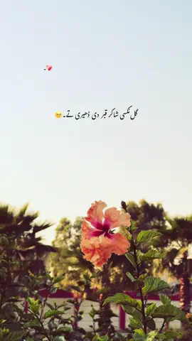 گل مُکسی شاکر قبر دی ڈھیری تے۔🥹❤️‍🩹🌿 #foryou #foryourpages #poetry #aesthatic #poetrystatus @𝙝𝙞𝙨 𝙦𝙪𝙚𝙚𝙣<3🌸🤍 
