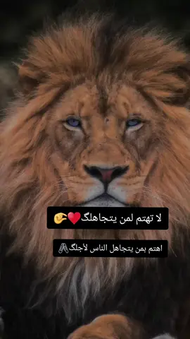 #دارحامد_عزي_وفخري💪❤ #CapCut 
