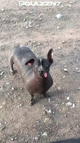 O cachorro sem pelo. #cachorros #pets #curiosidades 