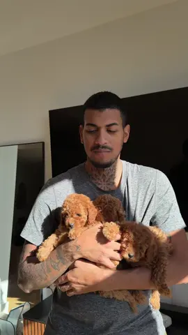 How cute are they? #toypoodles 