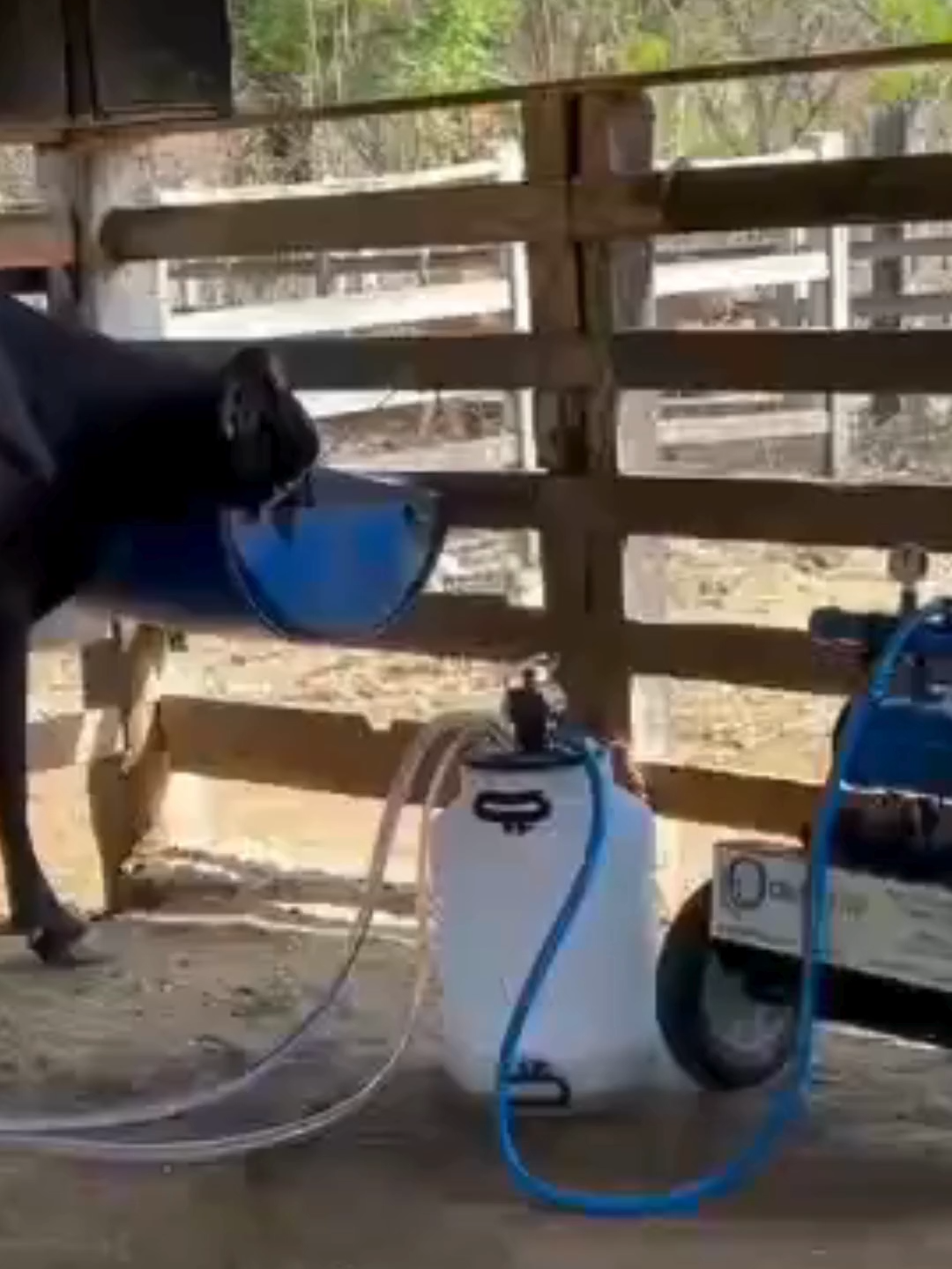 Ordenhadeira Carrelo da Ordeleite #ordenhadeira #ordenhadeiramecânica #ordenhadeiraprime #ordenhadeiras #ordenhamovel #ordenhanocarrinho #ordenhas #ordeleite