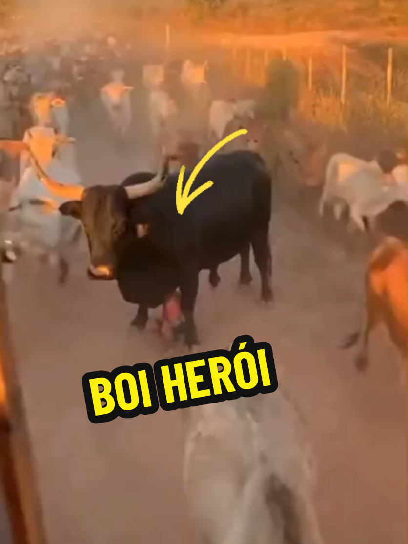 🦬 A VIDA IMITANDO A ARTE! 😱 O lendário Boi Soberano teria ressurgido das cinzas pra salvar um menino no meio de um estouro de boiada em Minas Gerais! 🐂💥 Quem viu, jura: “Era ele mesmo… o boi herói voltou!” 🔥🐃 #BoiSoberano #tiaocarreiroepardinho  #ViralTikTok #fouryou #sabadou 
