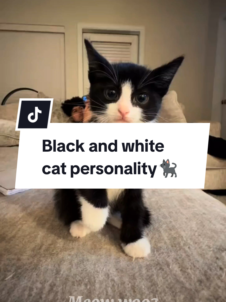 Black and white cat personality 🐈🐈‍⬛ #capcut #cats #catfacts #catsoftiktok #facts 