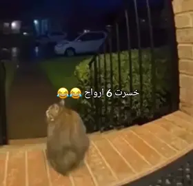 اول مرة اشوف قط يصيح 😂😂  #funny #cat #قطط #꧁3αřคb_💕trend꧂ #li___kh 