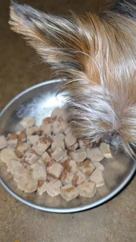 Tenemos que cuidar su salud🙏 #omega3 #dogs #parati #yorkie #salud 