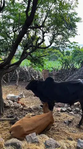 #ትግራይ #viral #fypシ゚ #habesha #ethpiantiktok 