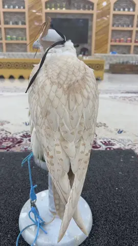 الصقور والشاهين حروحش افلح من ذكر الله #wildlife #jaguar #الرياض  #نادي_الصقور_السعودي                               #في هذا اليوم 