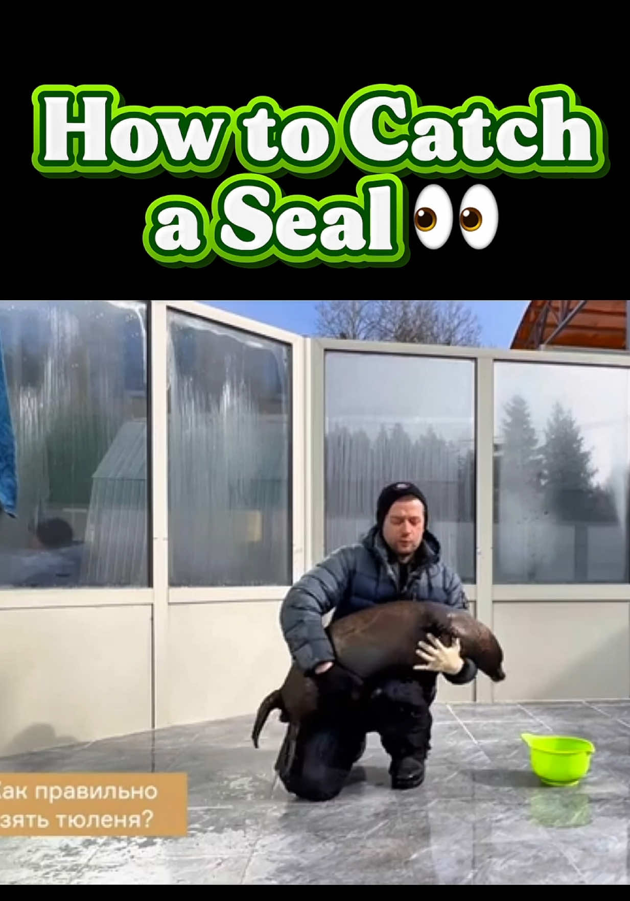 Our beloved Vyacheslav Alekseev, the director of the Seal Rescue Center in Russia is showing us how to catch a seal 🤗 Of course we’re not planning to actually go seal hunting 🤫 But we definitely can’t ignore such valuable knowledge 😈 #seal #sealtok #sealife #seals #babyseal 