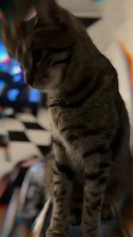 Who’s the pet? #CapCut 