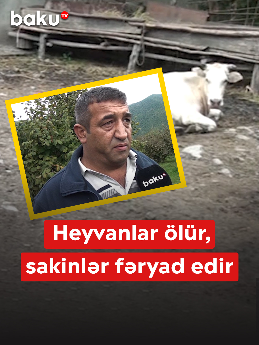 Qaxda bu xəstəlik təsərrüfat sahiblərini çıxılmaz vəziyyətə saldı #baku #aze #azerbaycan #az #takip #bakutv #tiktok #tiktokaze #tiktokazerbaycan #heyvan #qax