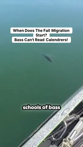 How to Tell WHEN The Fall Migration Starts. It's not on the Calendar! #FallFishing #BassFishing #FishingTips #FishingSecrets #LargemouthBass #fallmigration #Fall #bassgeek #FFS #Bassmigration #bassgeek