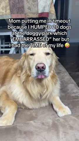What has your dog done at the dog park?! #dogpark #dogmom #funny #funnydog #goldenretriever #funnydogvideos #dogsoftiktok #doglife #dog #fyp 